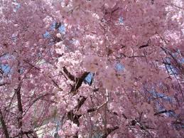 أجمل الصور لشجرة الكرز .. CherryTree1