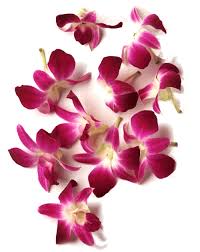 thai orchid
