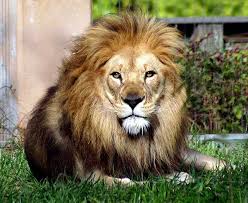اعرف شخصيتك من حيوانك الاليف Lion