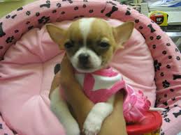 pinoypet.blogspot.com pinoypet.blogspot.com