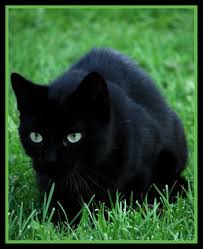 Free forum : Supercats - Portal Black_kitten_by_ArdentL