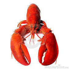 RED LOBSTER (click image to