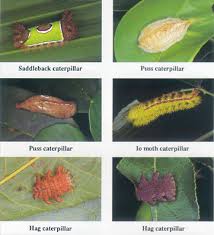 photos caterpillars