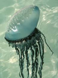 A Portuguese man-of-war