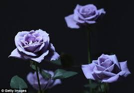 florigene blue rose