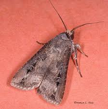 pictures of moths