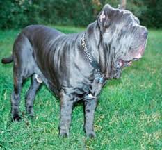 Neopolitan Mastiff Dog Picture