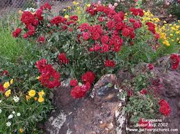 red rose bushes