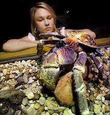 looks at a coconut crab