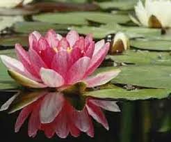 A. LE YOGA lotus-flower