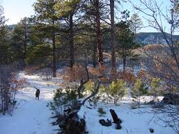 colorado concelaed carry