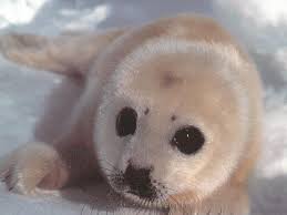 fur-seal.jpg