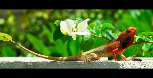 garden lizard