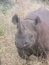 black rhinoceros (Diceros