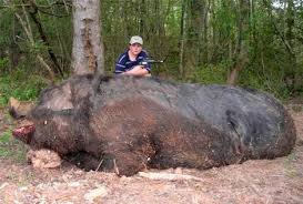 Giant pig