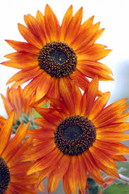 orange sunflowers