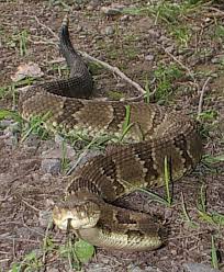 photos rattlesnakes