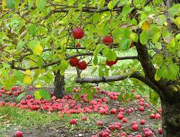 For an orchard full