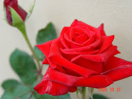 http://t0.gstatic.com/images?q=tbn:N9io8RriTMXIDM:http://www.niemtinvietnam.net/dacsan/uploads/image/hoa%2520hong%2520do.jpg