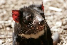 of the Tasmanian devil