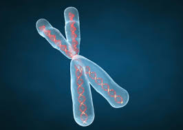 23 chromosomes that are