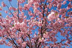 أجمل الصور لشجرة الكرز .. Sakura_tree_closeup