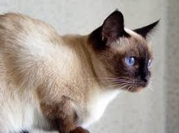 Siamese Cat Siamese Cat