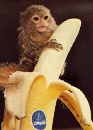 اغرب الحيوانات في العالم  Pygmy_like_da_banana