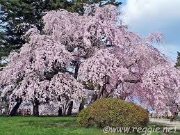 weeping cherry tree photo