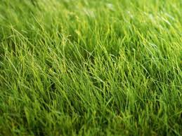 Искам снимка на .. Grass