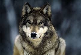 هل تعلم عن الحيوانات؟ Gray%2520wolf