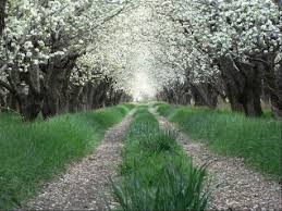 pear-orchard-shiraz