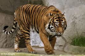    .........................   Sumatran_tiger_male_01tfk