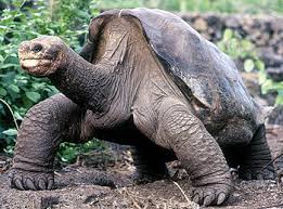 Pinta Island tortoises.