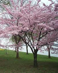 Cherry Blossom Ten Miler