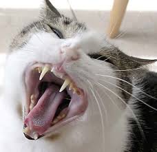 EVA......ADÁN......Y LA DISCORDIA - Página 2 Cat_yawning_canine_teeth