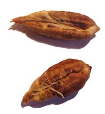 فوائد نوى التمر - فوائد نواة التمر phoenixdacty.jpg فوائد نوى التمر - فوائد نواة التمر phoenixdacty.jpg