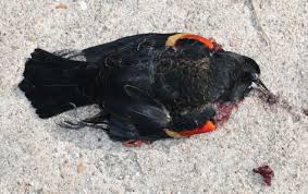 A dead bird lies on Skylark