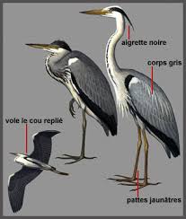 http://t0.gstatic.com/images?q=tbn:QkPYr2yYAcj2vM:http://www.oiseaux-europe.com/Dessin/dess0047.gif