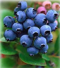 Blueberry