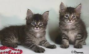 Blazers Kittens - examples of