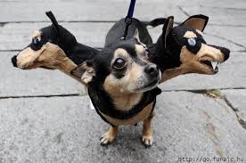 Halloween !! Funny-dog-halloween-costume