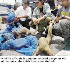 They found the live pangolins