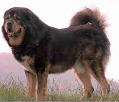 tibetan mastiff