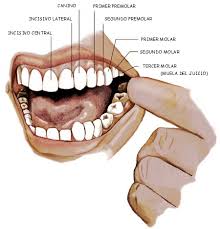 dentici Incisivos ¿Que dientes son?