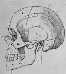    head&neck Fig-38-The-Lateral-Region-of-the-Skull-Norma-Lateralis