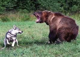 We have the best bear hunting