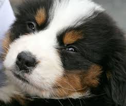 Bernese Mountain Puppy | Puppy