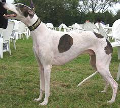 greyhound dog - hound dog
