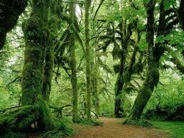 Forêt de Calpan